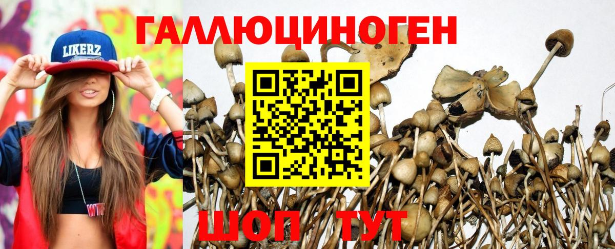 Галлюциногенные грибы Psilocybe Воронеж